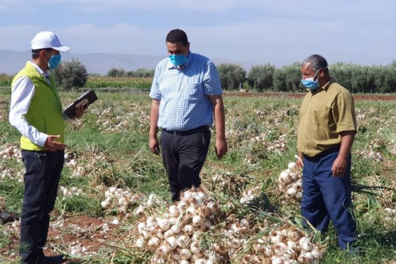 Moroccan onion exports up despite increased drought