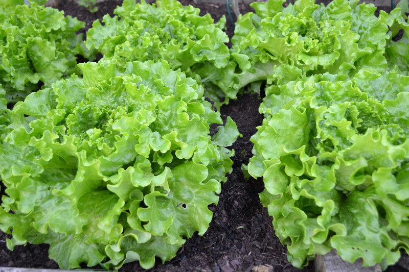 Morocco is 5th Largest Exporter of Lettuce to France